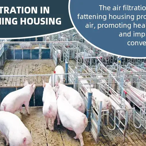Boost Pig Growth with Fattening Housing Air Filtration