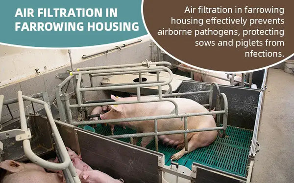 Farrowing Housing Air Filtration: Benefits & Systems