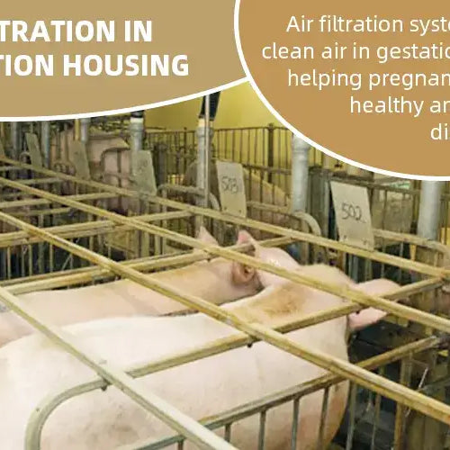Healthy Sows: Air Filtration in Pig Gestation Housing