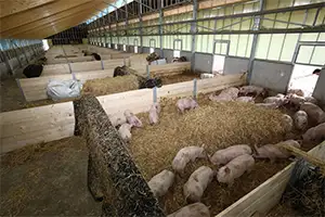 air filters in swine farming industry - Feed and Storage Areas