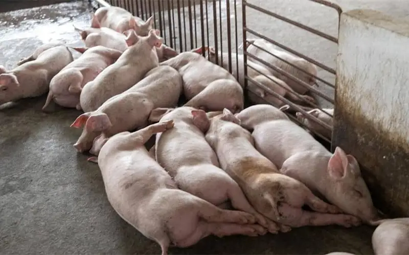 Air Filtration A Key Defense Against African Swine Fever in Southeast Asia Pig Farms