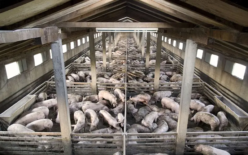 Air Filtration A Key Defense Against African Swine Fever in Southeast Asia Pig Farms