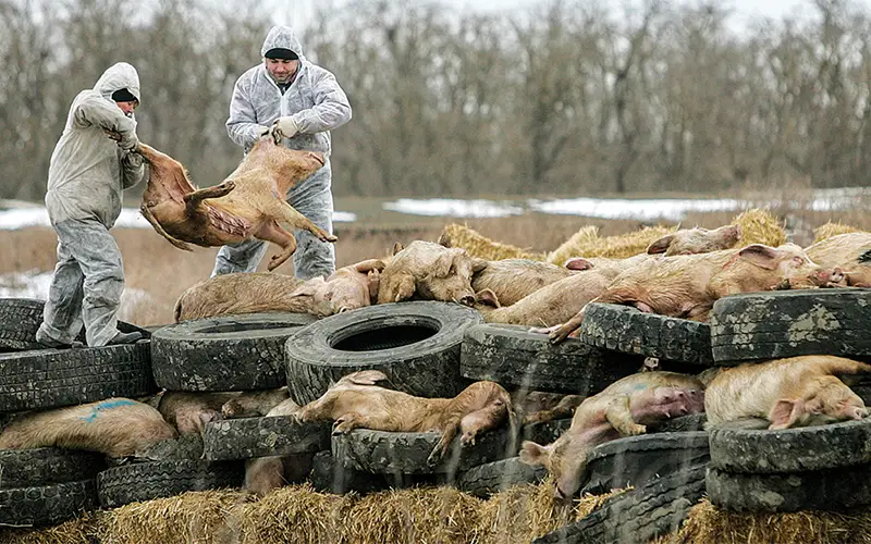 Air Filtration A Key Defense Against African Swine Fever in Southeast Asia Pig Farms