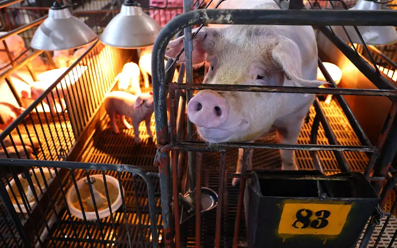 Air Filtration A Key Defense Against African Swine Fever in Southeast Asia Pig Farms