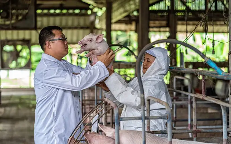 Air Filtration A Key Defense Against African Swine Fever in Southeast Asia Pig Farms